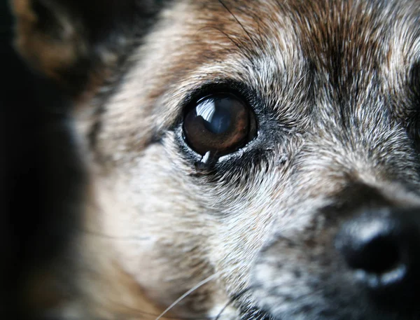 Chihuahua Mix Dog Gros Plan — Photo