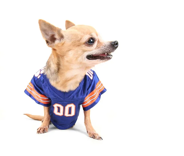 Söt Chihuahua Klädd Kostym — Stockfoto