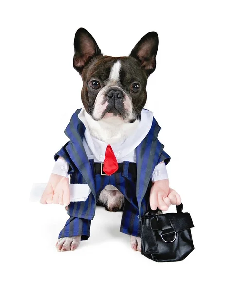 Boston Terrier Bär Kostym Och Håller Portfölj Som Isolerad Vit — Stockfoto