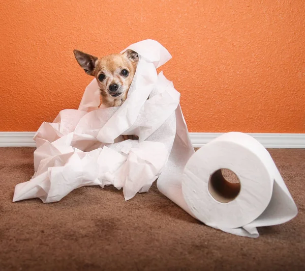 Cute Chihuahua Playing Roll Toilet Paper — Stock Photo, Image