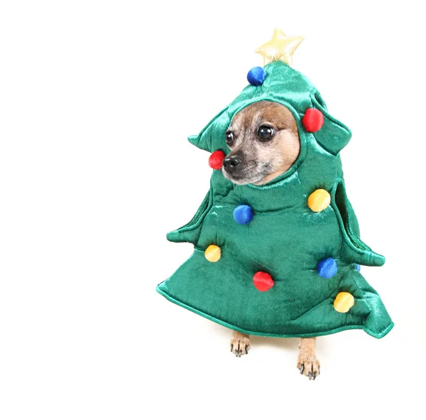 Schattige Chihuahua Gekleed Een Boom Kostuum — Stockfoto