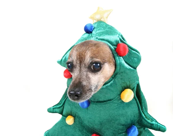 Lindo Chihuahua Vestido Con Traje Árbol —  Fotos de Stock