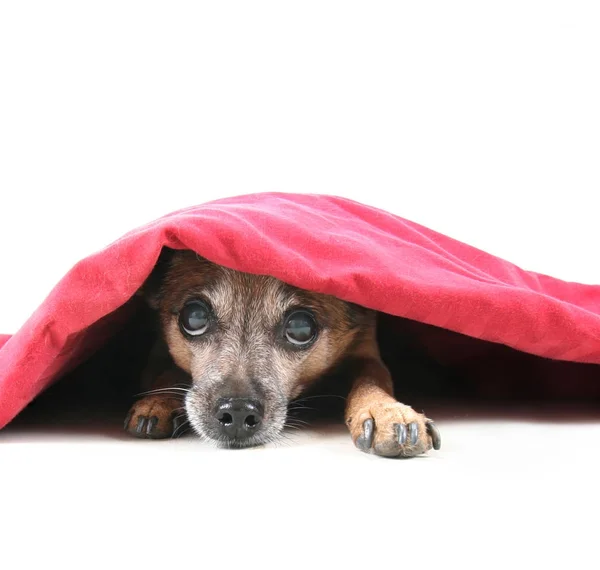 Chihuahua Mix Chien Sous Une Couverture Rouge — Photo