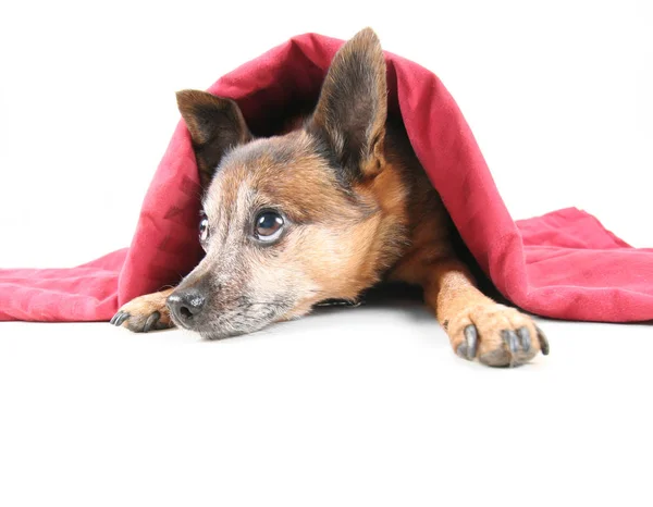 Pies Chihuahua Mix Pod Koc Czerwony — Zdjęcie stockowe