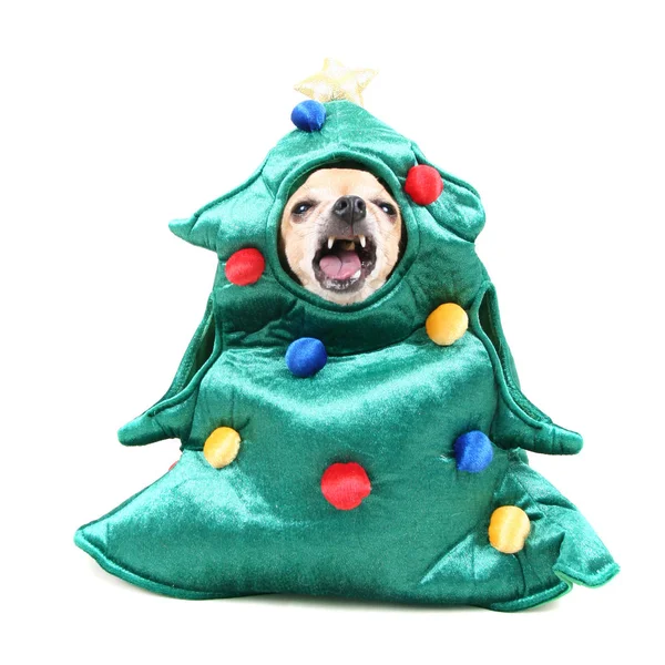 Carino Chihuahua Vestito Costume Albero — Foto Stock