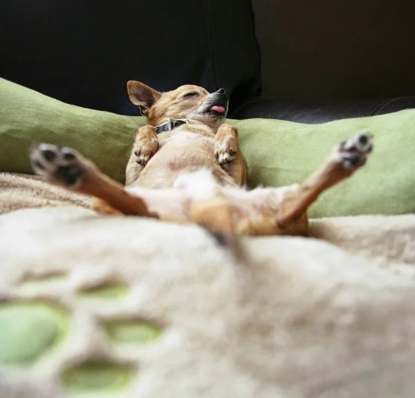 Chihuahua Mix Dog Lying Couch Stock Picture