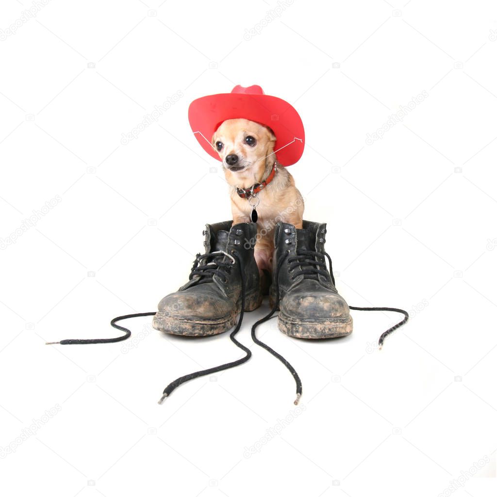 tiny chihuahua with big boots on his feet