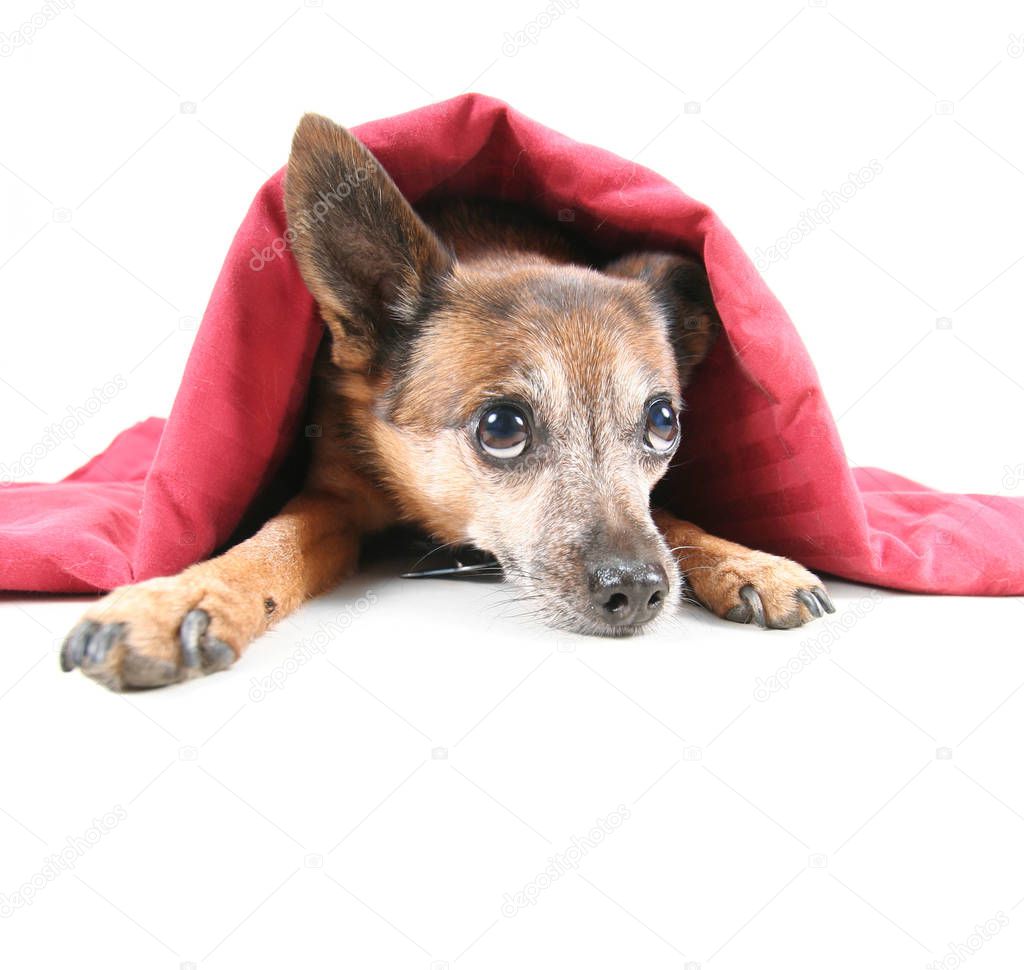 a chihuahua mix dog under a red blanket