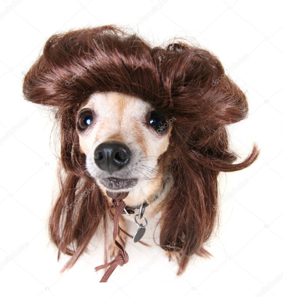 small chihuahua in a funny wig costume