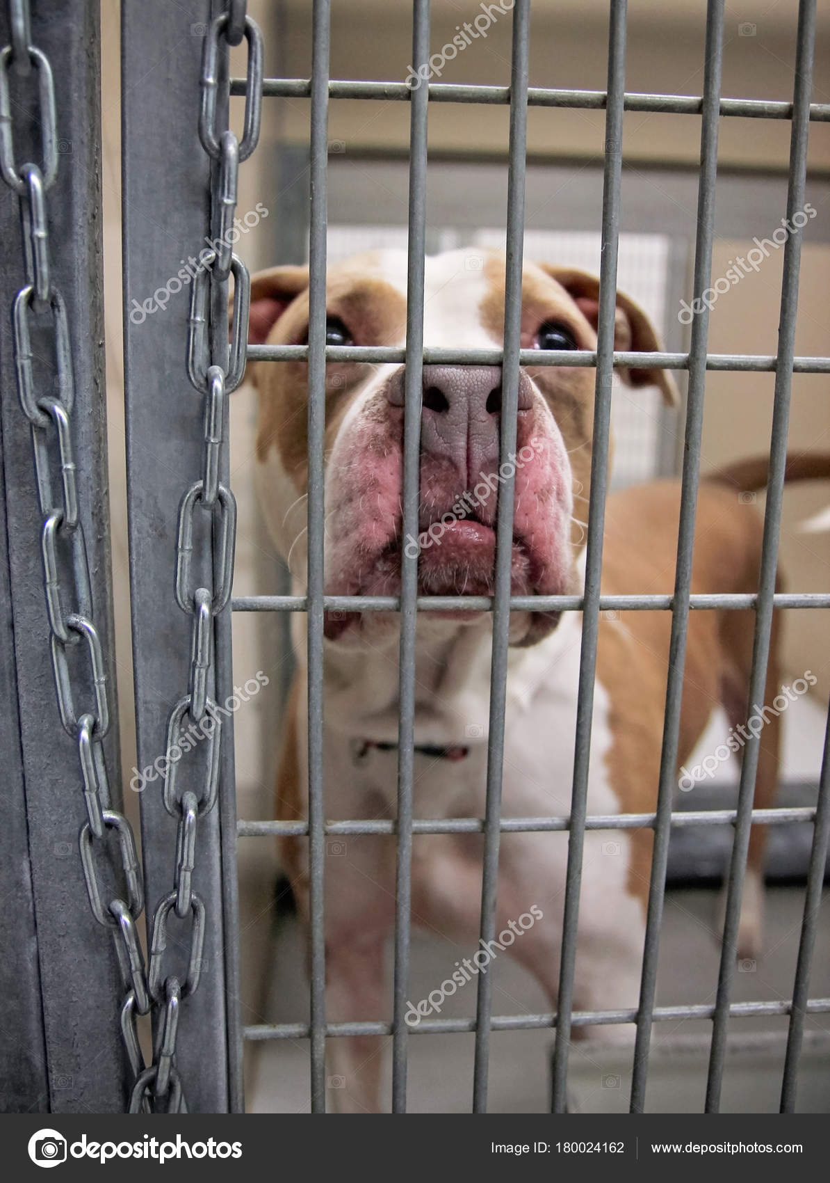 Pitbull crate cheap
