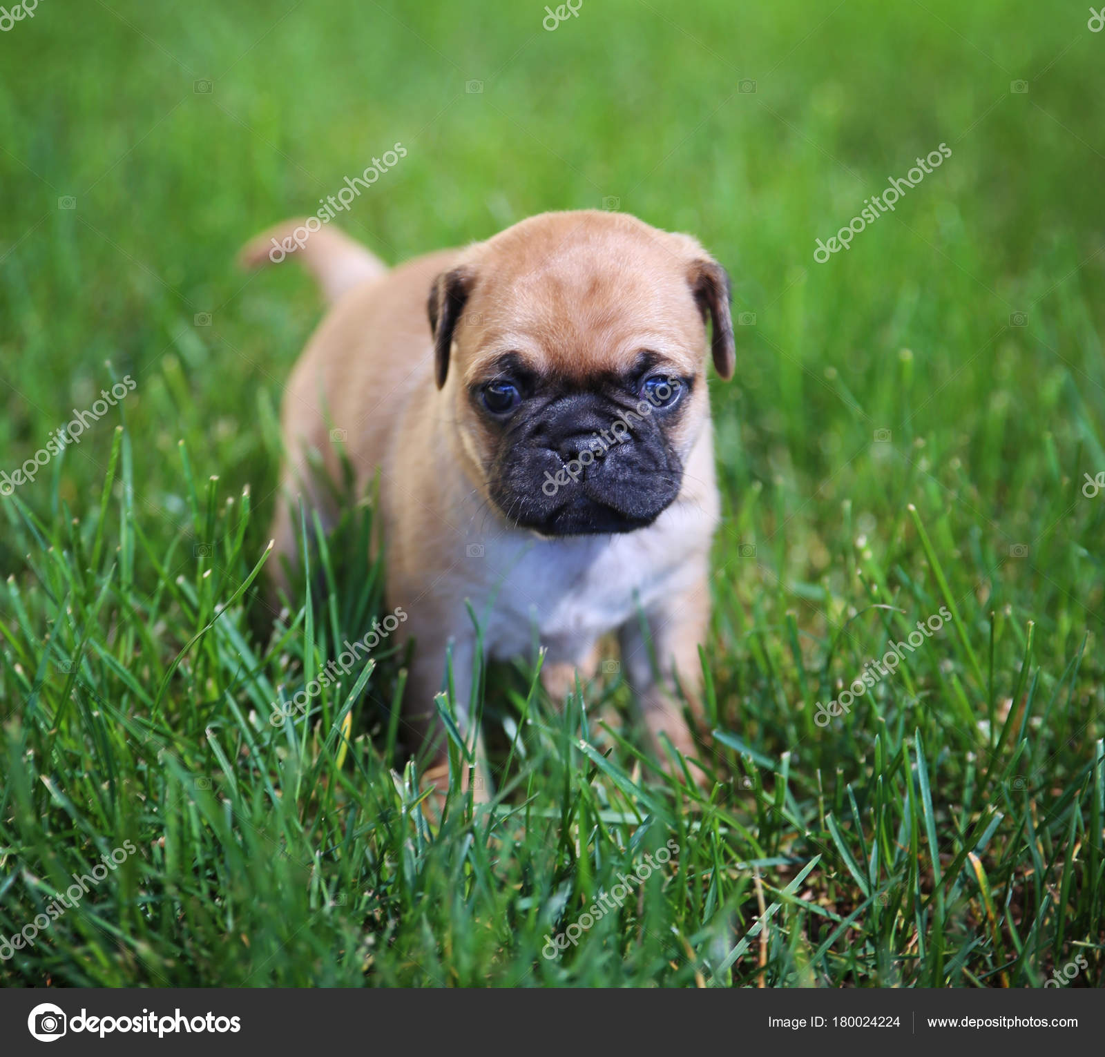 A Cute Baby Pug Chihuahua Mix Puppy Playing In The Grassy Clover During Summer Toned With A Retro Vintage Instagram Filter App Or Action Effect Stock Photo By C Graphicphoto