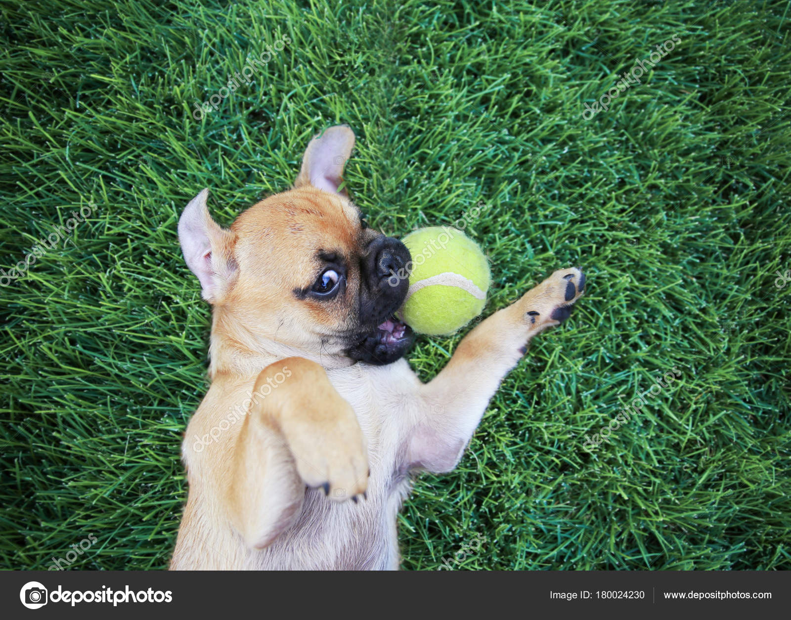 Cute Baby Pug Cute Dog