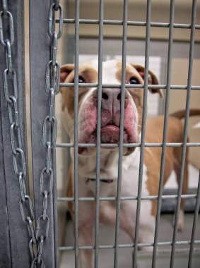 Pitbul karışımı bir hayvan barınağında yüzünü yeni bir sahibi bulmak umuduyla barlar karşı iterek bir kafeste