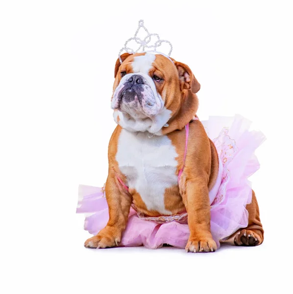 Niedliche Bulldogge gekleidet in einem rosa Tutu und einer Prinzessin Tiara Krone isoliert auf einem sauberen weißen Hintergrund — Stockfoto