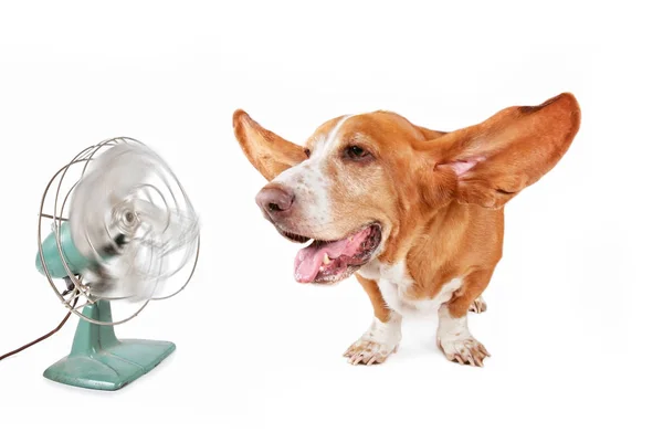 Funny basset hound sitting in front of an electric fan with her ears flying out and panting isolated on a white background — Stock Photo, Image