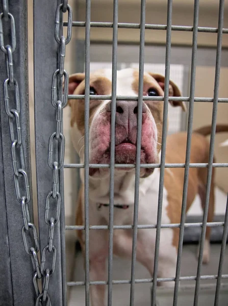 Pit bull se mezcla en una jaula en un refugio de animales empujando su cara contra los bares con la esperanza de encontrar un nuevo propietario — Foto de Stock