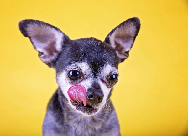Bonito Pouco Chihuahua Lambendo Seu Nariz Brilhante Amarelo Fundo Estúdio — Fotografia de Stock