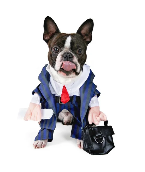 Boston terrier indossando un abito da lavoro e tenendo una valigetta isolata su uno sfondo bianco studio girato — Foto Stock