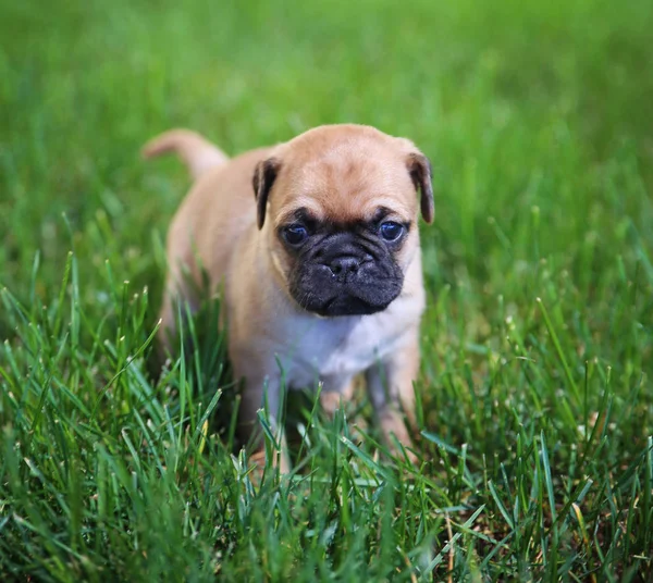 A cute baby pug chihuahua mix puppy playing in the grassy clover during summer toned with a retro vintage instagram filter app or action effect — Stock Photo, Image
