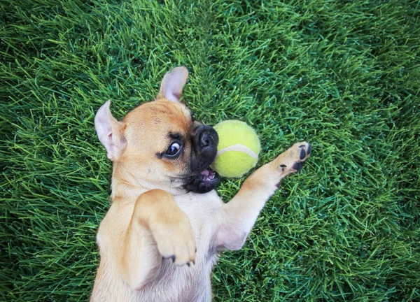 Cute baby pug chihuahua mix puppy playing with a yellow tennis ball in the grass during summer — Stock Photo, Image