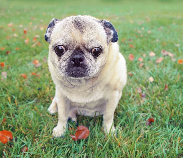 一个可爱的哈巴狗在草地上玩的夏天色调复古 instagram 过滤器应用或动作效果 — 图库照片