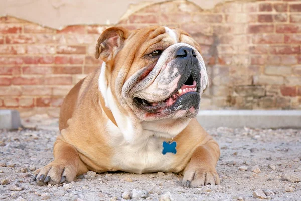 Bulldog fora desfrutando de um dia quente de verão — Fotografia de Stock