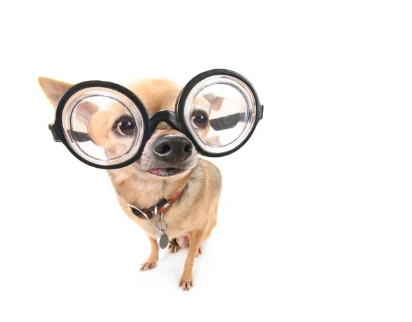 Niedlicher Chihuahua mit riesiger Brille auf isoliertem, weißem Hintergrund — Stockfoto