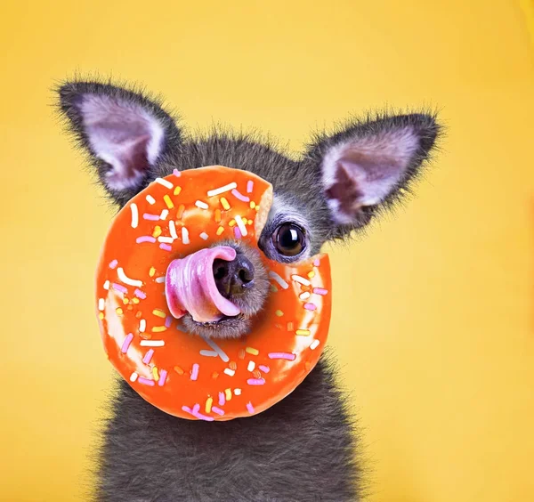 Милый маленький чихуахуа облизывает свой нос оранжевым пончиком, покрытым брызгами на ярко-желтом фоне студийной съемки — стоковое фото