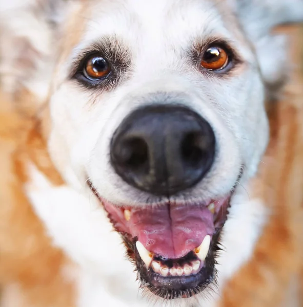 Weitwinkelperspektive eines älteren Hundes, der im Gras in einem Hinterhof liegt und den Hund anlächelt — Stockfoto