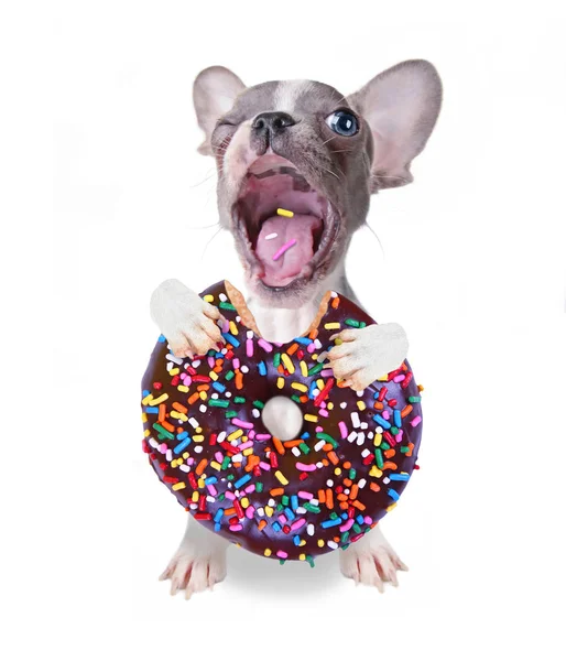 可爱的法国斗牛犬小狗吃了一个巨大的咬出一个巧克力甜甜圈与洒照片摄影棚拍摄在一个孤立的白色背景 — 图库照片