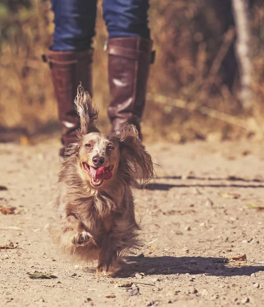 Authentic Candid Photo Cute Long Haired Isabella Colored Dachshund His — Stock Photo, Image