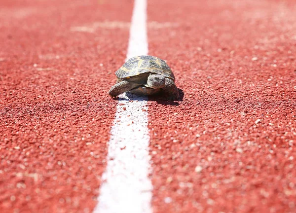 Tartaruga andando por uma pista vermelha em um conceito de corrida ou chegar a um objetivo, não importa quanto tempo leva — Fotografia de Stock