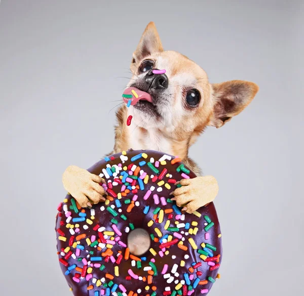 Leuke foto van een grappige chihuahua geïsoleerd op een grijze achtergrond, eten van een reus chocolade donut met kleurrijke hagelslag op zijn tong en de neus — Stockfoto