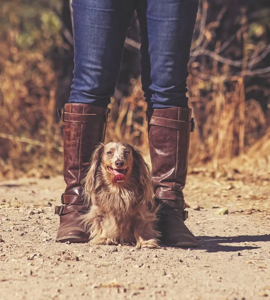 authentic candid photo of a cute long haired isabella colored dachshund with his owner wearing brown leather boots and jeans on a path out in nature toned with a warm retro vintage instagram filter