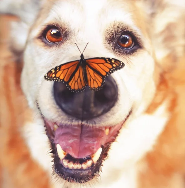 Äldre hund om i gräset i en bakgård som ler mot kameran med en Monarkfjärilen på näsan tonas med varma retro vintage instagram filter — Stockfoto