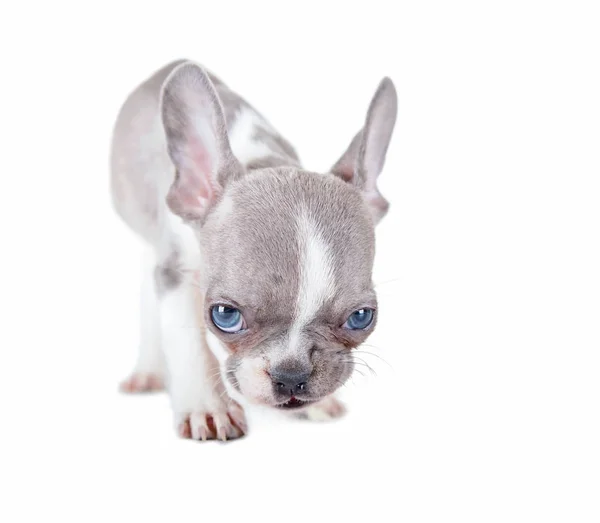 Foto di un simpatico bulldog francese cucciolo di studio girato su uno sfondo bianco isolato — Foto Stock