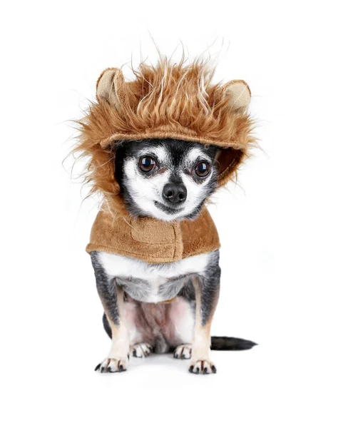 Chihuahua diminuta en un traje de león aislado sobre un fondo blanco —  Fotos de Stock
