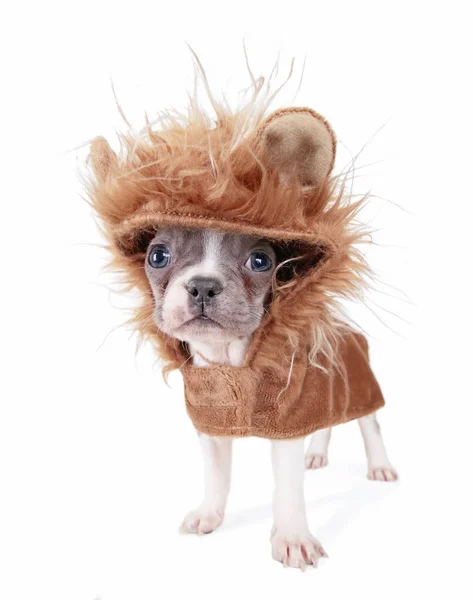 Beyaz bir arka plan üzerinde izole Kostüm giymiş bir aslan küçük Fransız bulldog köpek yavrusu — Stok fotoğraf