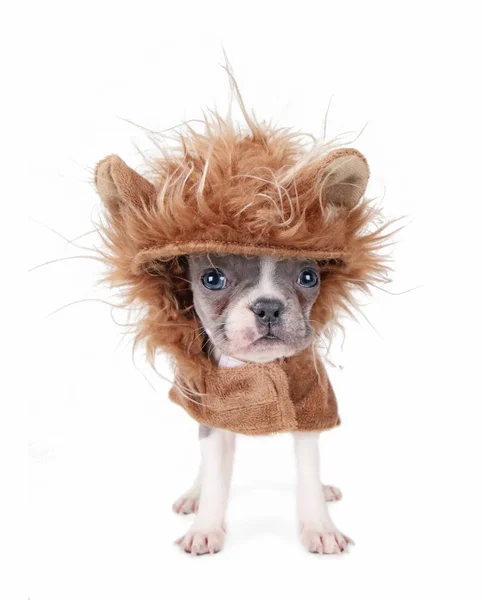 Minuscule chiot bulldog français en costume de lion isolé sur fond blanc — Photo