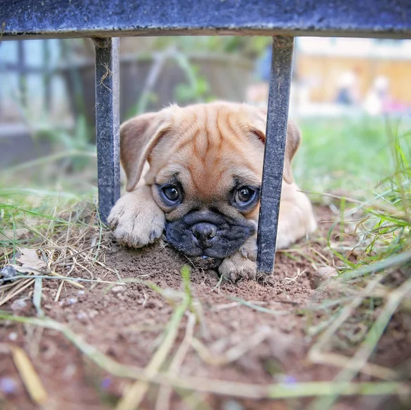 Roztomilý čivava Mops mix štěně hraje mimo prohlížení mezi tepaným železným plotem — Stock fotografie