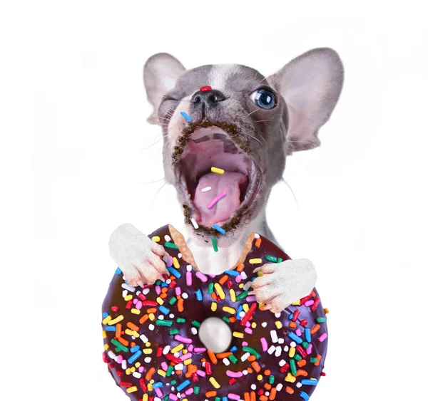 Lindo bulldog francés cachorro tomando un bocado gigante de un donut de chocolate con espolvorea foto estudio disparo sobre un fondo blanco aislado — Foto de Stock