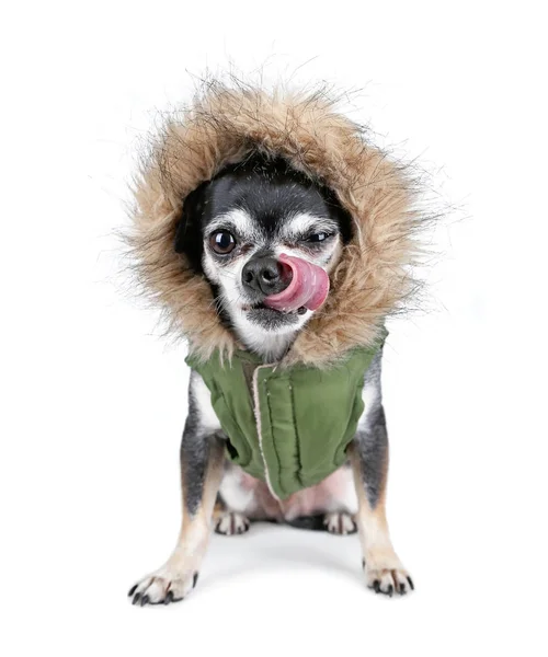 Chihuahua com um casaco peludo em isolado em um fundo branco — Fotografia de Stock