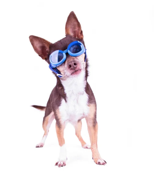 Chihuahua bonito com óculos azuis em um estúdio filmado em um fundo branco isolado — Fotografia de Stock