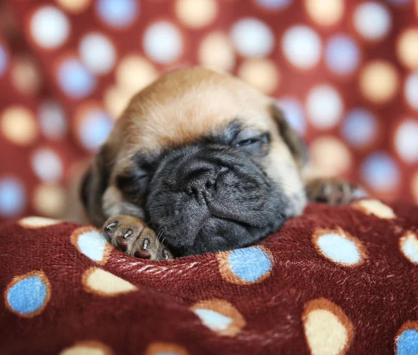 Cute chug, chihuahua pug puppy in a polka dot blanket facing the camera sleeping — Stock Photo, Image