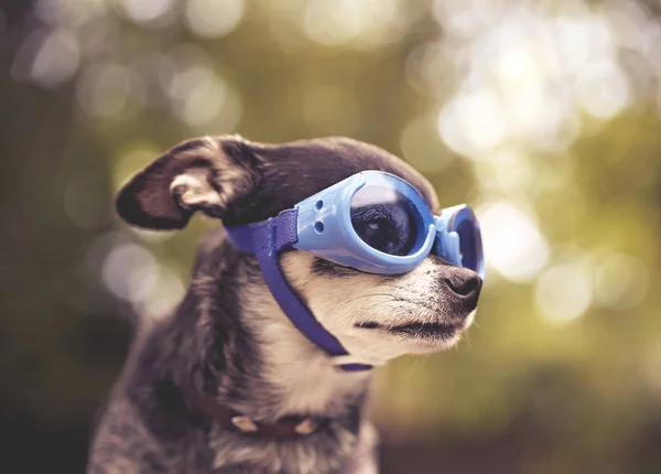 Милый чихуахуа сидит снаружи в синих очках в тонусе с ретро-винтажным фильтром Instagram — стоковое фото
