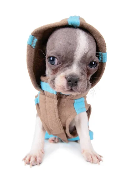 Foto einer niedlichen französischen Bulldogge Welpe in einer Kapuzenjacke Studio auf einem isolierten weißen Hintergrund aufgenommen — Stockfoto