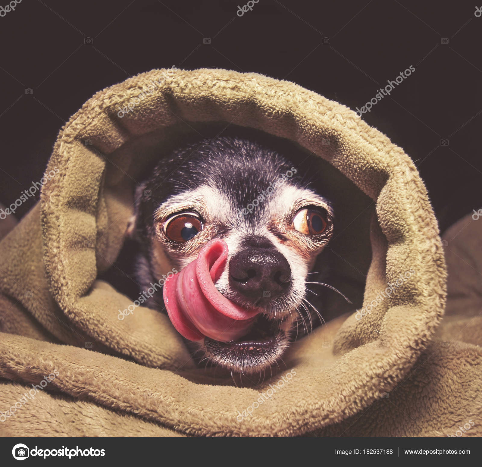 chihuahua in a blanket