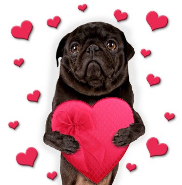 şirin pug bir kalp tutan beyaz zemin üzerine çikolata şeker kutusu şeklinde