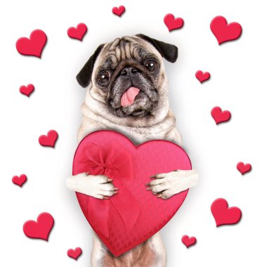 bir kalp uzatarak asılı dili ile şirin pug beyaz zemin üzerine çikolata şeker kutusu şeklinde