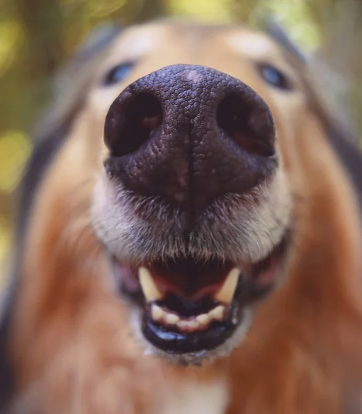 Super vidvinkel av en långhårig collie fårhund tonas med retro vintage instagram filter — Stockfoto